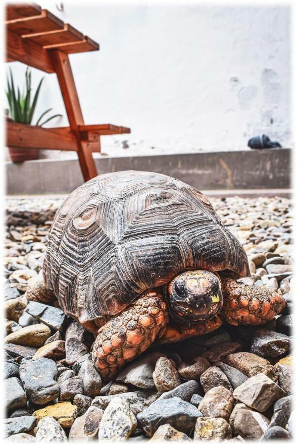 Atma Hostel & Yoga Huanchaco Bagian luar foto